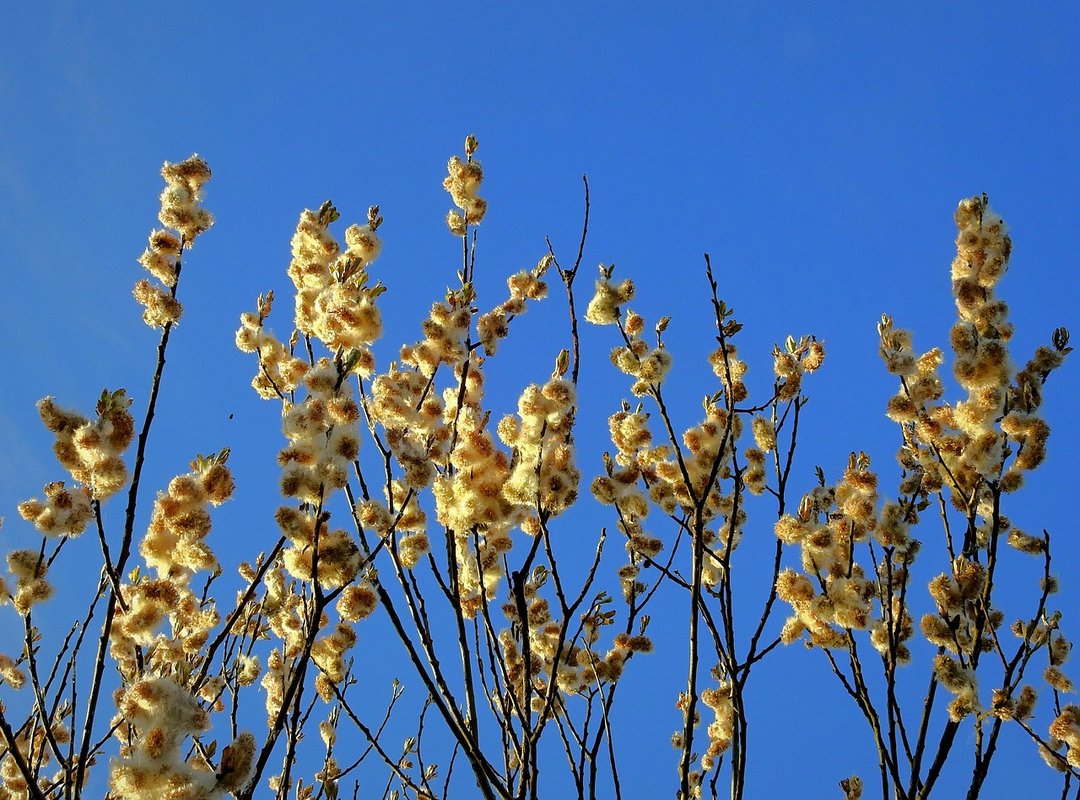 Creating the Base of Your Family Tree Model