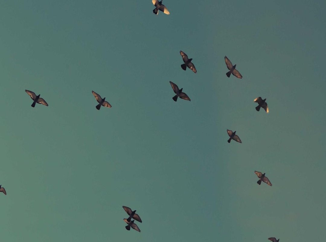 YoWhatsApp vs. Official App: A Quick Comparison